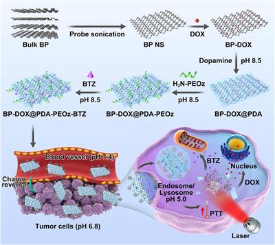 pH-Responsive Dual Drug-Loaded Nanocarriers Based on Poly (2-Ethyl-2-Oxazoline) Modified Black Phosphorus Nanosheets for Cancer Chemo/Photothermal Therapy